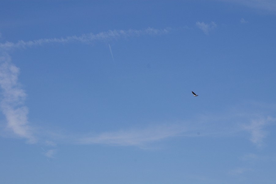 Les Oiseaux: Ecluse d evry 140